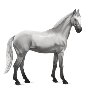 rijpaard lipizzaner lichtgrijs