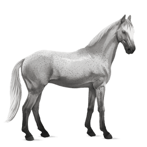 rijpaard lusitano gestippeld grijs