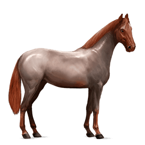 rijpaard lusitano cremello