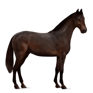 pony welsh donkerbruin