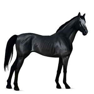 rijpaard lusitano zwart