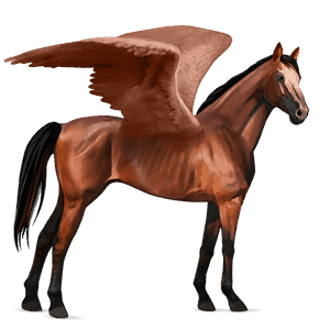 rijpaard-pegasus selle français bruin