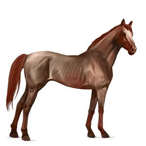 rijpaard lusitano donkerbruin