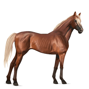 rijpaard trakehner zweetvos kastanje 