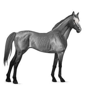 rijpaard arabier bruin