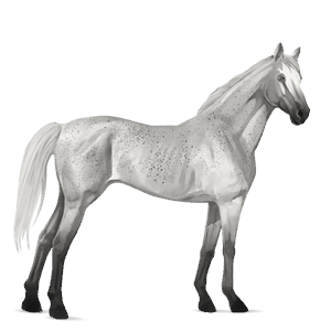 rijpaard lipizzaner kastanje