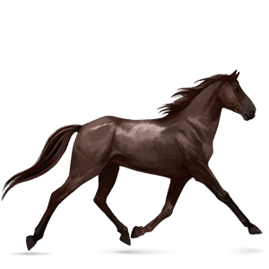 rijpaard lusitano donkerbruin