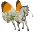 rijpaard lusitano cremello