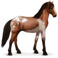 wild paard abaco barb
