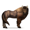 wild paard bizon