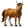 wild paard os