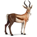 wild paard gazelle