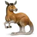wild paard kangoeroe