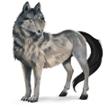 wild paard wolf