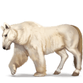 wild paard ijsbeer