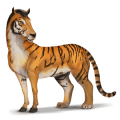 wild paard tijger