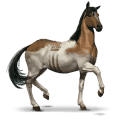 wild paard chincoteague