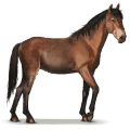 wild paard cumberland eiland paard