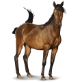 wild paard donaudelta paard