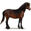 wild paard dartmoor