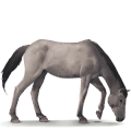 wild paard dülmener