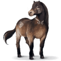 wild paard exmoor
