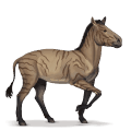prehistorisch paard hipparion