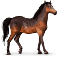 wild paard kaimanawa