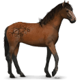 wild paard kundudo