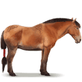 wild paard nangchen paard