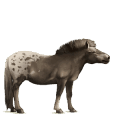 dwalend paard patience