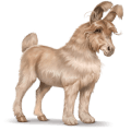 wild paard engelse angora