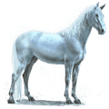 water paard regen