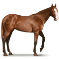 wild paard shackleford banks paard