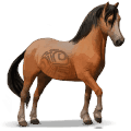 wild paard welsh mountain