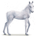 water paard snowflake