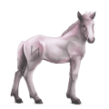 goddelijk paard greyfell   6