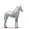 water paard wolk