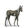 water paard bron