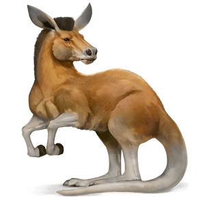 wild paard kangoeroe