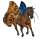 dwalend paard blauwe morpho