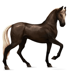 rijpaard quarter horse roodschimmel