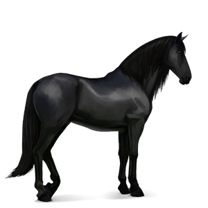 rijpaard lusitano zwart