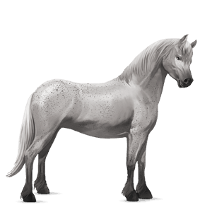 pony connemara gestippeld grijs