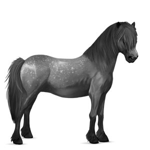 pony shetlander lever kastanje