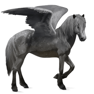 rijpaard-pegasus lusitano zwart