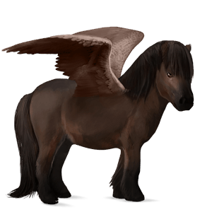 pegasus shetlander donkerbruin
