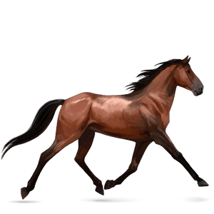 rijpaard lusitano roodbruin