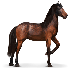 wild paard garrano