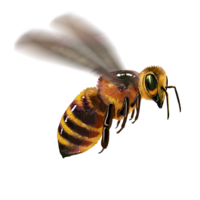 compagnon-abeille.png